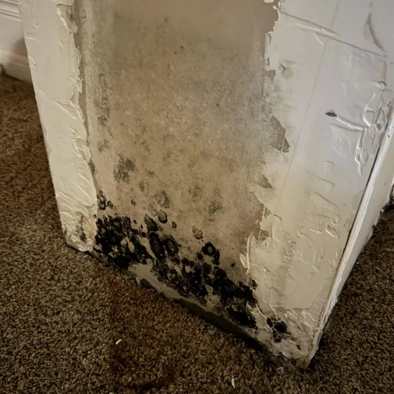 Professional Mold Removal in Treasure County, MT